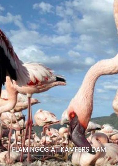 FLAMINGOS-AT-KAMFERS-DAM
