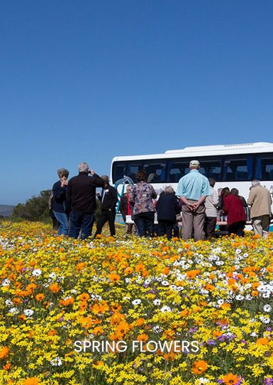 SPRING-FLOWERS
