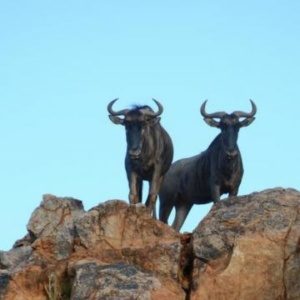KHAMKIRI ADVENTURE DESTINATION - GAME DRIVES