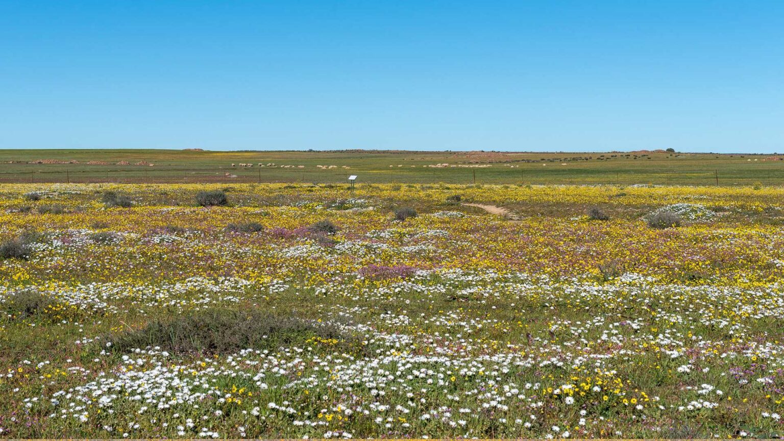 4. Hantam National Botanical Garden